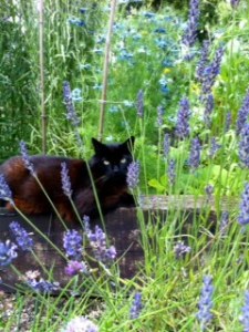 Tiro in the Blue Garden